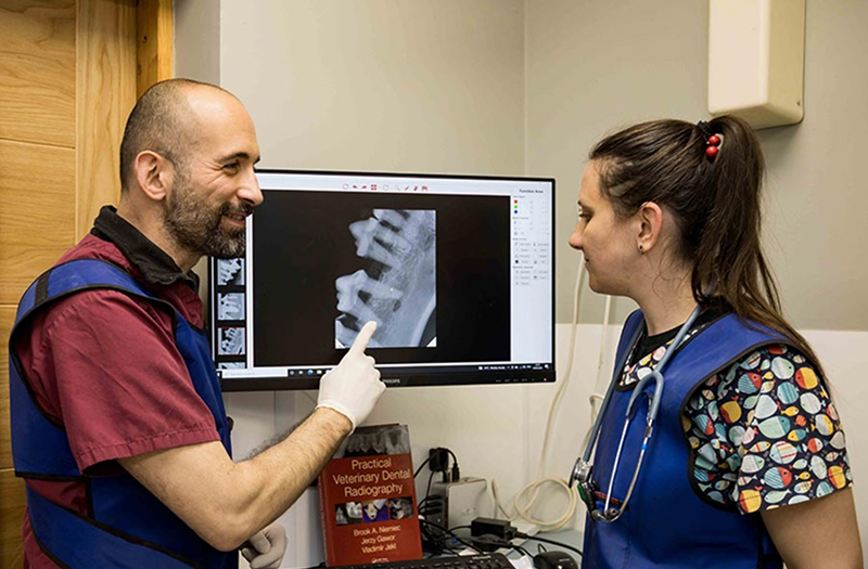 Veterinary dental radiography consultation