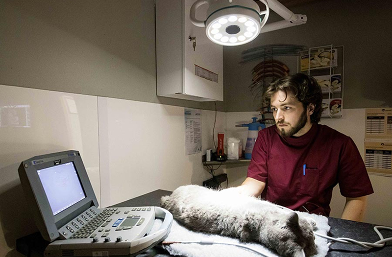 Professional veterinary team