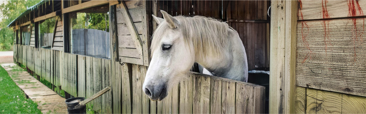 Equine ambulatory practice services