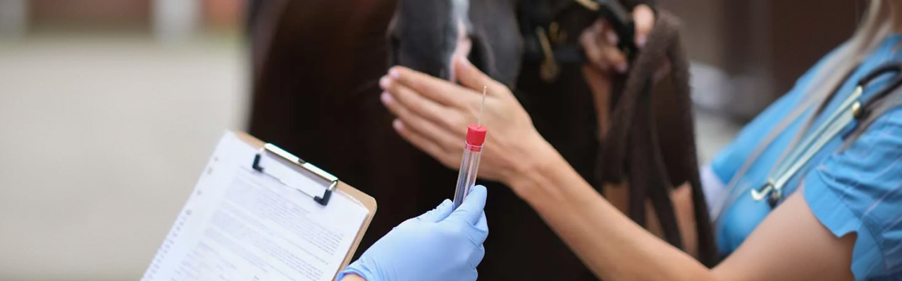 Veterinarian taking equine blood sample