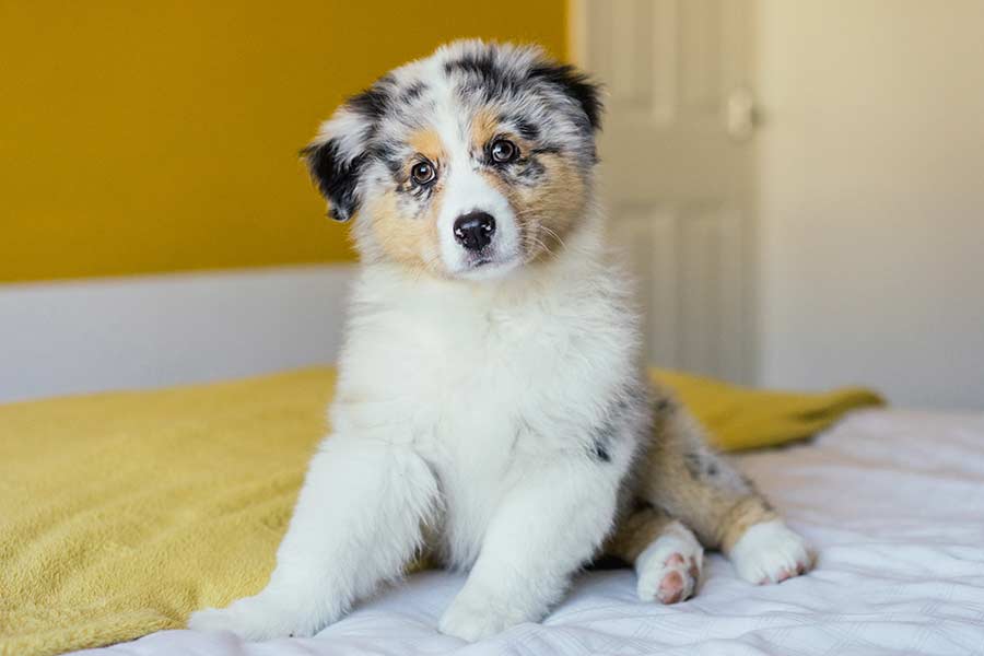 Puppy Classes & Weight Clinics illustration