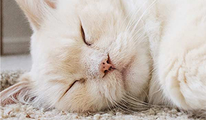 Senior Pet Clinics illustration
