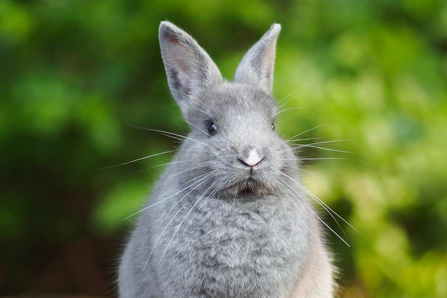 Healthy rabbit at weight clinic