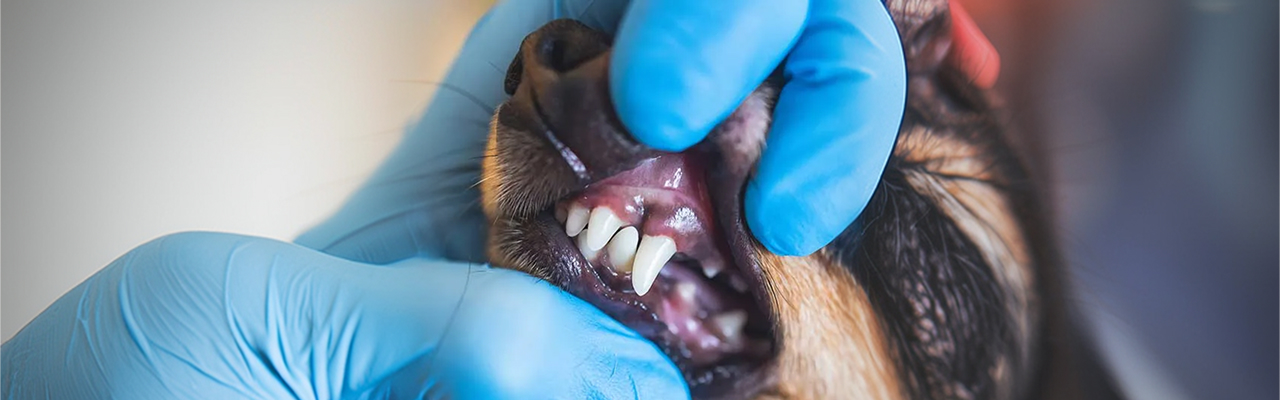 Pet dental examination at Holmes Veterinary