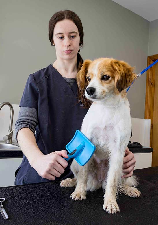 Professional dog grooming at Holmes Veterinary
