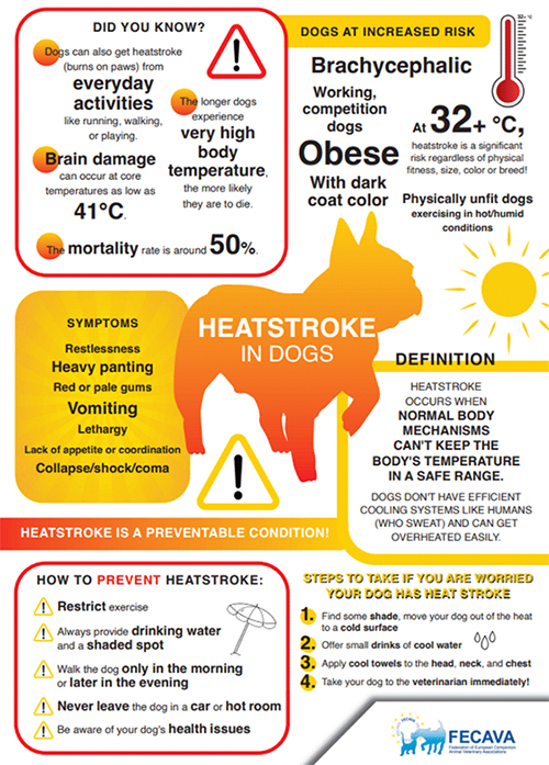 Heatstroke in dogs factsheet - symptoms, prevention and treatment