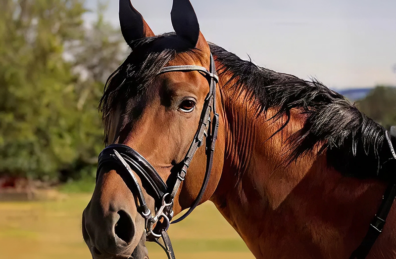 Horse receiving veterinary care on-site