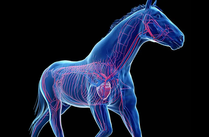 Internal Medicine & Cardiology illustration