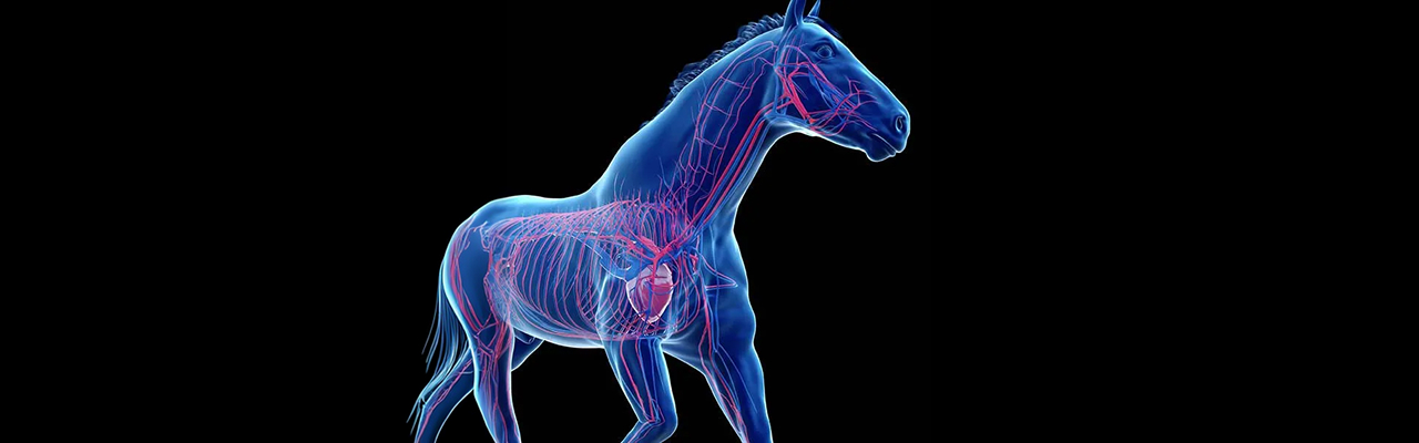 Equine internal medicine and cardiology services