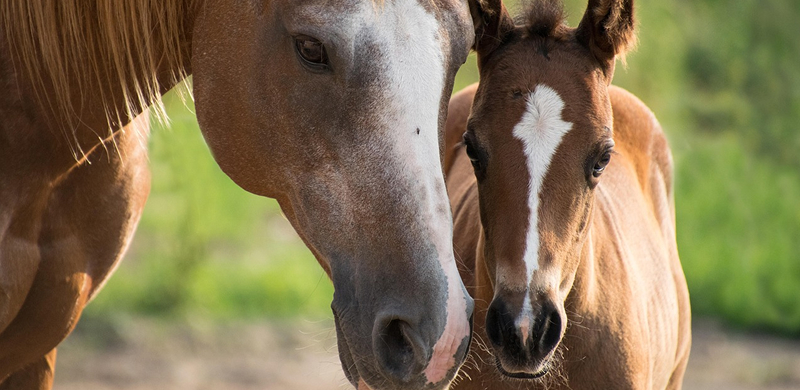 Equine illustration