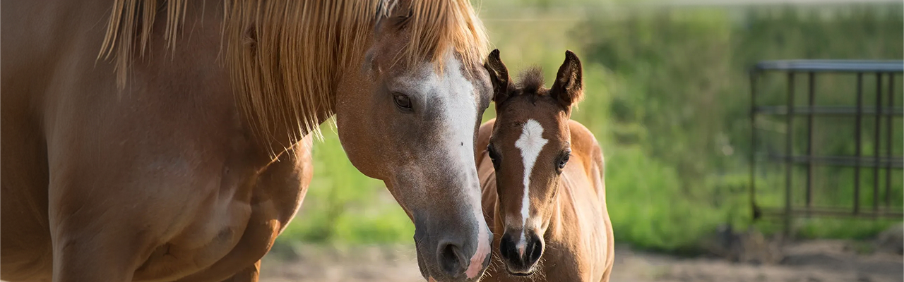 Equine veterinary services