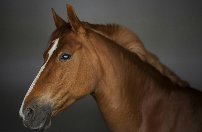 Horse undergoing pre-purchase vetting