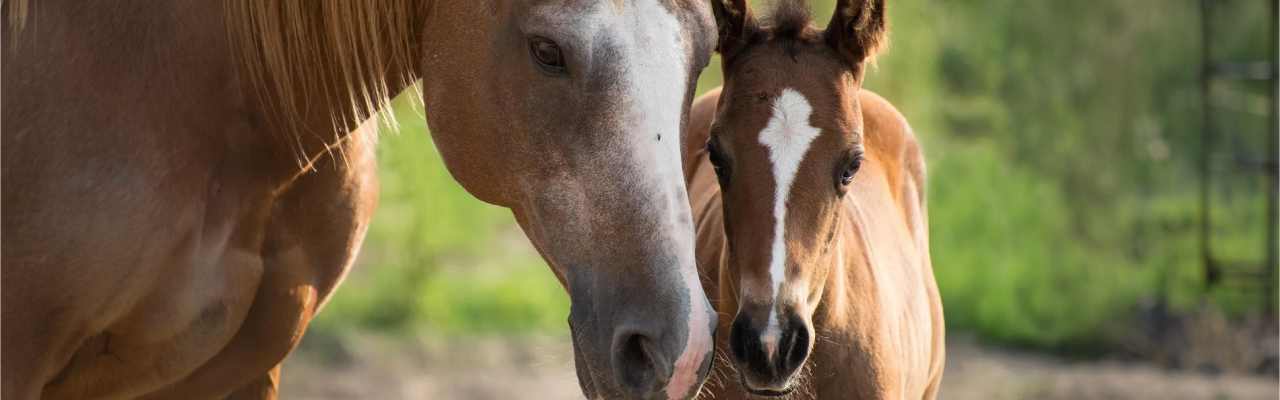 Equine sports medicine services