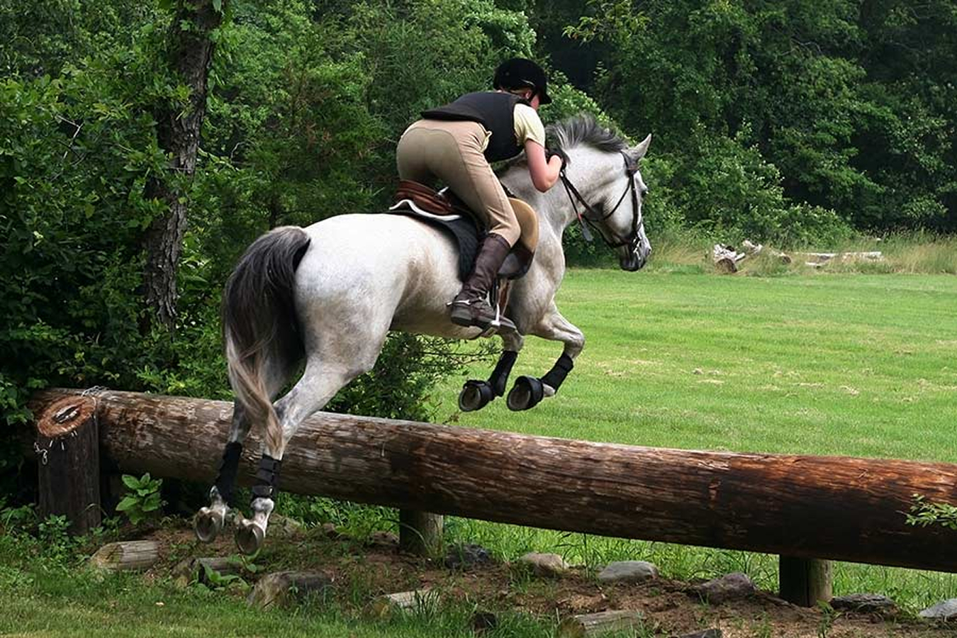 Horse jumping in equine sports medicine