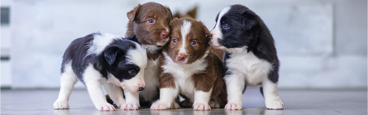 Adorable puppies at Holmes Veterinary