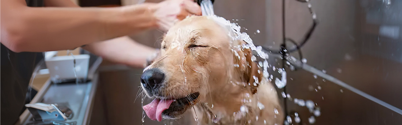 Dog grooming service