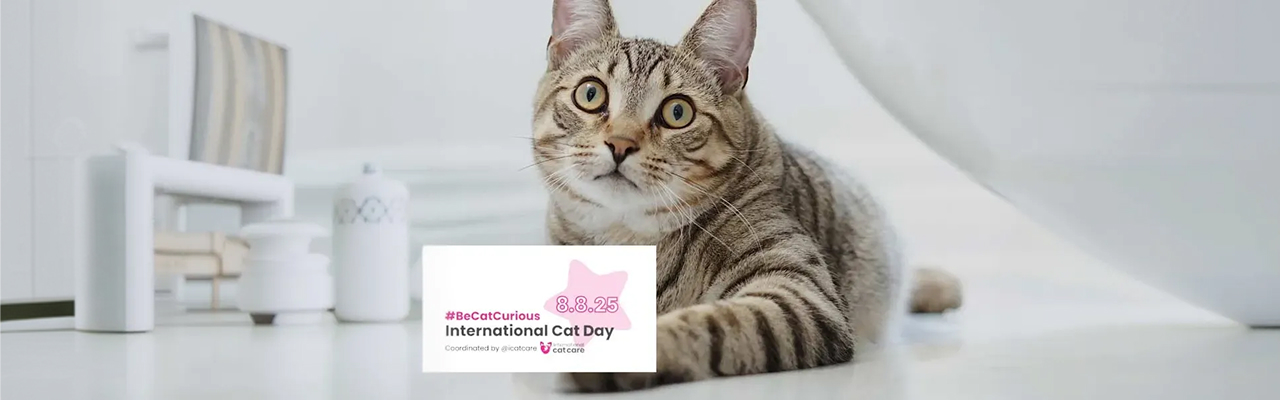 International Cat Day 08-08-2025