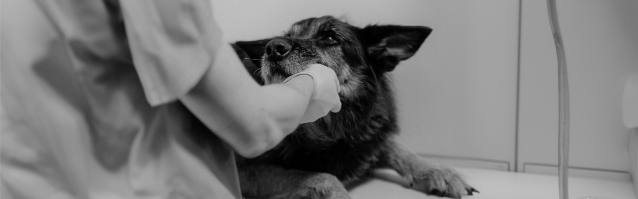 Senior dog receiving veterinary care