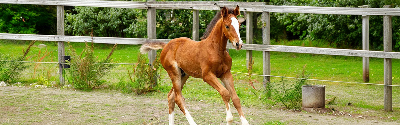 Equine stud medicine services