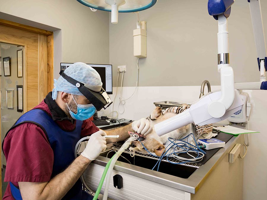 Veterinary dental procedure with monitoring equipment