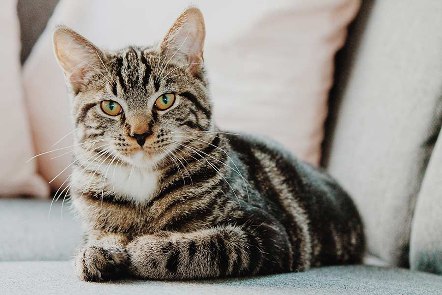 Cat receiving care at Holmes Veterinary