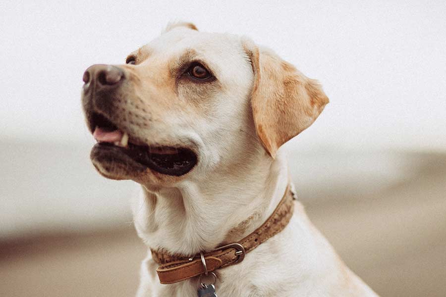 Dog receiving vaccination at Holmes Veterinary