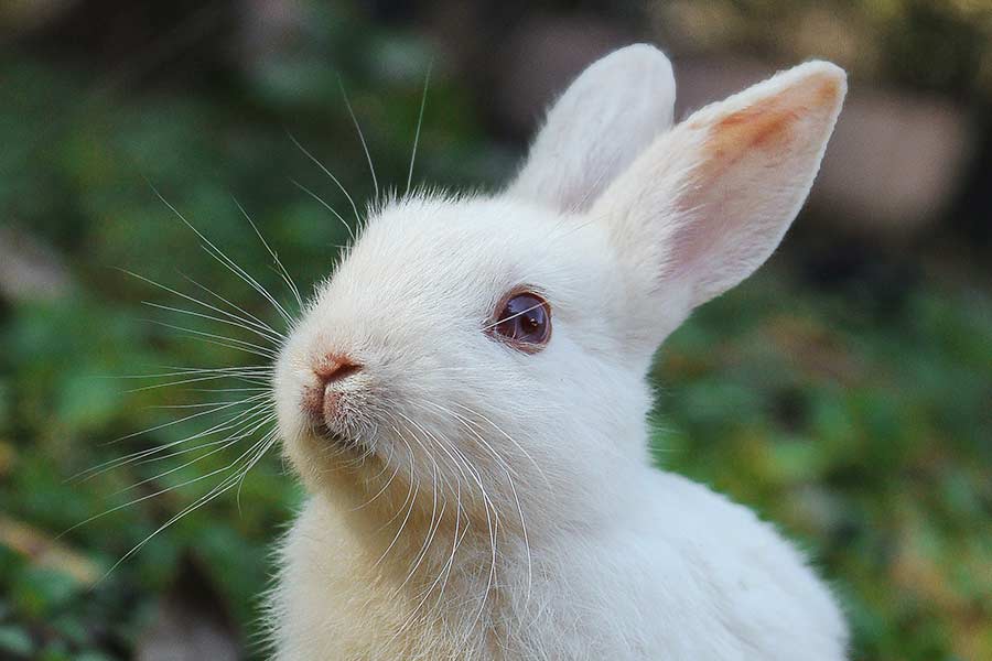 Rabbit at Holmes Veterinary clinic
